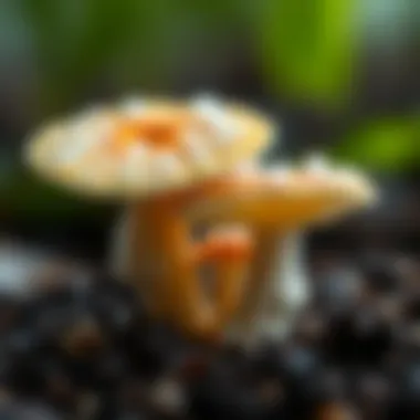 Magnificent Exploring Chitosan Derived from Mushrooms: Applications and Benefits