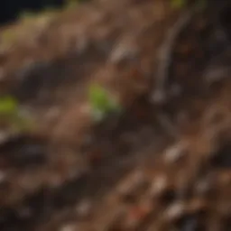 Close-up view of healthy soil with diverse organic matter