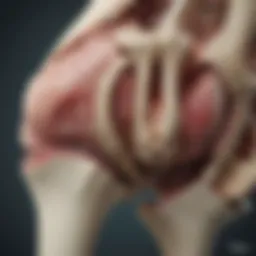 Detailed anatomical view of the hip joint illustrating the acetabulum