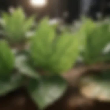 Mechanisms of Photosynthetic Efficiency Photosynthesis in Leaves