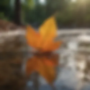 Leaf Structures and Their Role in Water Retention Water Retention in Leaf Structures