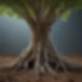 Detailed diagram of taproot structure showcasing primary, secondary, and lateral roots