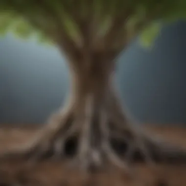 Detailed diagram of taproot structure showcasing primary, secondary, and lateral roots