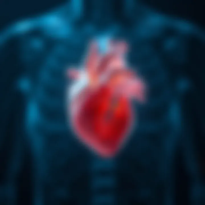 Visual representation of heart anatomy highlighting preserved ejection fraction