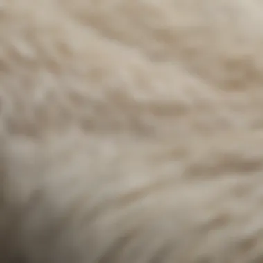 Close-up of a polar bear's fur showcasing its color