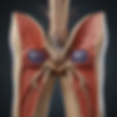 Anatomy of the Femoral Artery Diagram showing the anatomy of the femoral artery and its branches