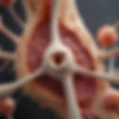 Graphical representation of bone marrow dynamics in CML