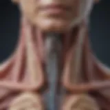 CT scan showcasing esophageal anatomy