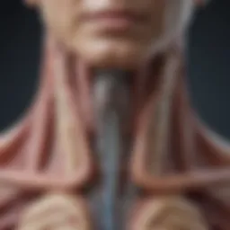 CT scan showcasing esophageal anatomy