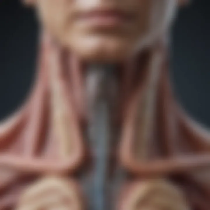 CT scan showcasing esophageal anatomy