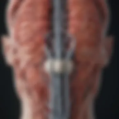 Autonomic Nervous System Response Visualization of the autonomic nervous system