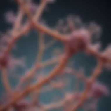 Analysis of Endosomal Structures Detailed view of endosomal structures