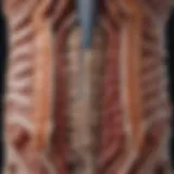 Illustration of the anatomy of the colon showing epiploic appendages
