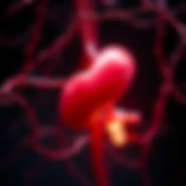 The Role of the Pancreas in Metabolism The Role of the Pancreas in Metabolism