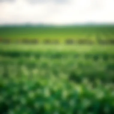 Application of Bt israelensis in an agricultural field