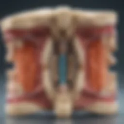 Illustration of cervical intervertebral disc anatomy