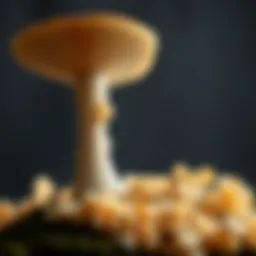 Exploring Chitosan Derived from Mushrooms: Applications and Benefits Introduction