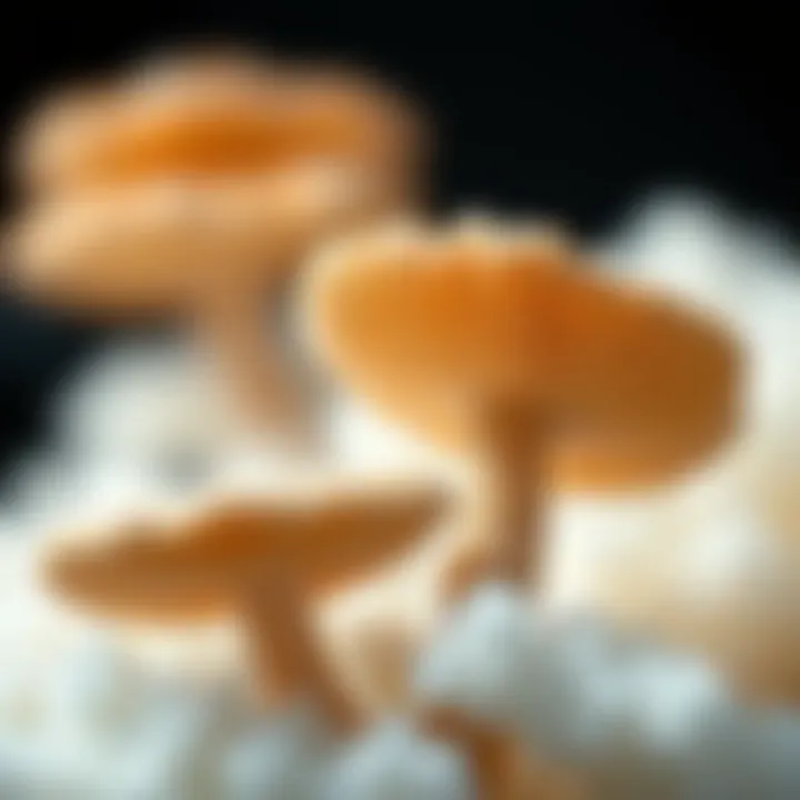 Notable Exploring Chitosan Derived from Mushrooms: Applications and Benefits