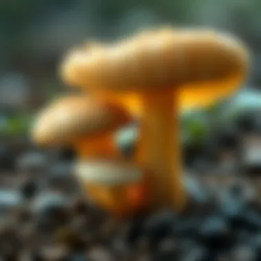 Exploring Chitosan Derived from Mushrooms: Applications and Benefits Summary