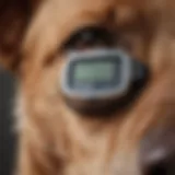 Close-up of a dog with a glucose monitoring device