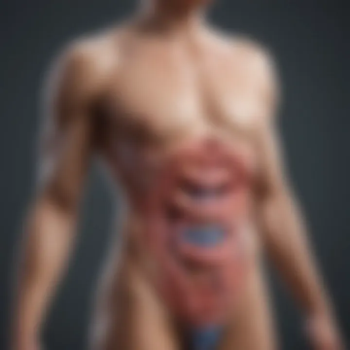 Illustration of the microbiota and its role in digestive health