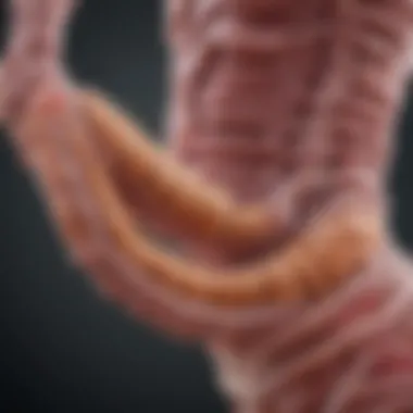 Research on Effectiveness of Intestine Supplements Graph showcasing the effectiveness of intestine supplements based on current research