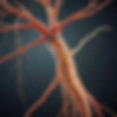 Detailed illustration of the central nervous system affected by MS