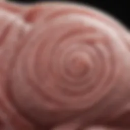 Illustration depicting the physiological mechanisms of prolonged ejaculation