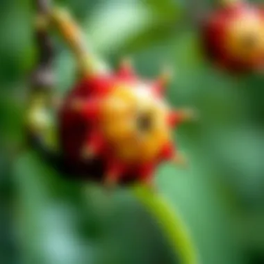 Notable Exploring the Pericarp of Mangosteen: Structure, Composition, and Applications