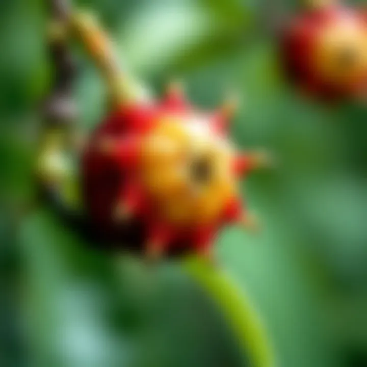 Notable Exploring the Pericarp of Mangosteen: Structure, Composition, and Applications