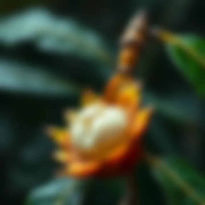 Exploring the Pericarp of Mangosteen: Structure, Composition, and Applications Summary