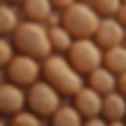 Microscopic view of Malassezia yeasts highlighting their morphology.