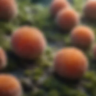 Effects of Tolnaftate on Fungal Cells Illustration of fungal cells affected by tolnaftate at a cellular level