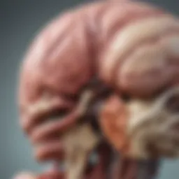 Detailed illustration of cerebellar anatomy highlighting tremor-affected areas