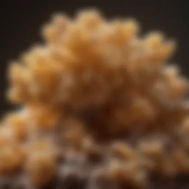 Frankincense: Nature's Aromatic Treasure Close-up view of frankincense resin illustrating its natural form