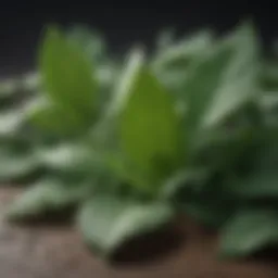 A close-up of fresh herbal leaves known for their respiratory benefits