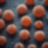 Microscopic view of intestinal adenocarcinoma cells