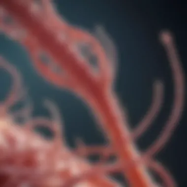 Umbilical Cord Stem Cells: A Promising Frontier Visual representation of umbilical cord stem cells