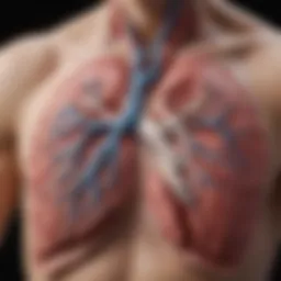Detailed diagram of middle lobe lung anatomy