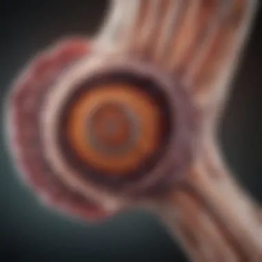 Pancreatic Anatomy Revealed through MRI Detailed MRI scan showcasing pancreatic anatomy