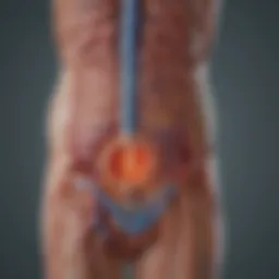 Illustration depicting the neurological pathways involved in urinary retention related to multiple sclerosis.