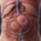 Illustration showing the anatomy of the pancreas