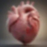 High-resolution echocardiogram displaying neonatal heart anatomy