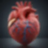 Illustration of heart anatomy affected by obesity