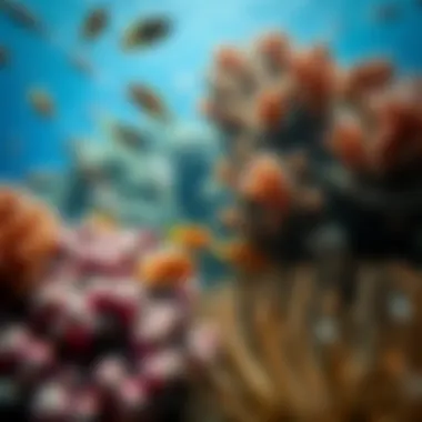 Biodiversity in the Ocean Diverse marine life in their natural habitat