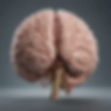 Brain's Olivopontocerebellar Structure Overview Diagram illustrating the brain's olivopontocerebellar structures
