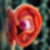 Illustration depicting inner ear structure