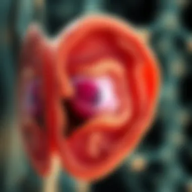 Anatomy of the Inner Ear Illustration depicting inner ear structure