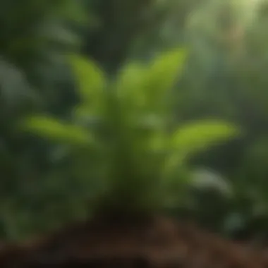 Effects of Serenoa Repens on Hormonal Balance Diagram of the effects of Serenoa repens on hormonal balance