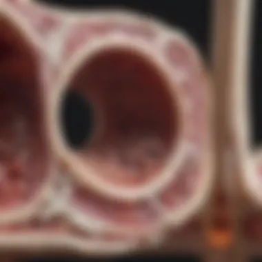 Scientific Insights into Bone Marrow Dynamics Research findings illustrating bone marrow activity